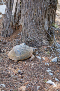 Common Tortoise (Testudo graeca) moving into the wood, Panormitis, Symi Island, Dodecanese Islands, Greece