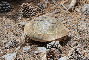 Common Tortoise (Testudo graeca) moving into the wood, Panormitis, Symi Island, Dodecanese Islands, Greece