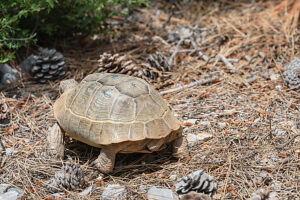 Common Tortoise (Testudo graeca) moving into the wood, Panormitis, Symi Island, Dodecanese Islands, Greece