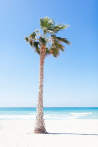 Dubai, palm tree at Jumeirah beach 