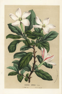 Bildagentur | mauritius images | White busy lizzie, Impatiens flaccida (var. albiflora). Chromolithograph by Pieter de Pannemaeker from Jean Linden's l'Illustration Horticole, Brussels, 1884.