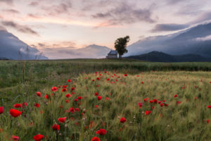 Morning mood on the poppy seed field Morning mood on the poppy seed field