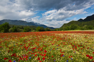 Poppy field at Domat/Ems in Switzerland Poppy field at Domat/Ems in Switzerland