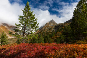 Autumn at the Albula Pass, canton of Grisons, Switzerland, Colourful bilberry shrubs Autumn at the Albula Pass, canton of Grisons, Switzerland, Colourful bilberry shrubs