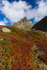 Autumn at the Albula Pass, canton of Grisons, Switzerland, Colourful bilberry shrubs Autumn at the Albula Pass, canton of Grisons, Switzerland, Colourful bilberry shrubs