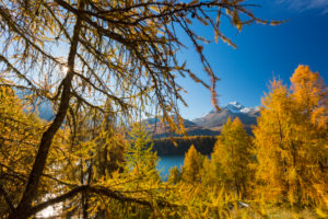 A perfect autumn day in the middle of Golden October over Lake Sils in the Engadin, canton of Grisons, Switzerland A perfect autumn day in the middle of Golden October over Lake Sils in the Engadin, canton of Grisons, Switzerland