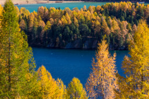 A perfect autumn day in the middle of Golden October over Lake Sils in the Engadin, canton of Grisons, Switzerland A perfect autumn day in the middle of Golden October over Lake Sils in the Engadin, canton of Grisons, Switzerland