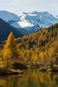 The Golden October shows at Pontresina from the most beautiful side, view of the Bellavista, canton of Grisons, Switzerland The Golden October shows at Pontresina from the most beautiful side, view of the Bellavista, canton of Grisons, Switzerland