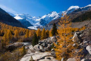 Golden yellow larches in the Morteratschtal (valley) near Pontresina in contrast with the eternal ice of the Bernina massif, canton of Grisons, Switzerland, Golden yellow larches in the Morteratschtal (valley) near Pontresina in contrast with the eternal ice of the Bernina massif, canton of Grisons, Switzerland,