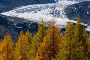 Golden yellow larches and the ice of the Morteratsch glacier characterize the landscape in the Morteratschtal (valley) near Pontresina, canton of Grisons, Switzerland Golden yellow larches and the ice of the Morteratsch glacier characterize the landscape in the Morteratschtal (valley) near Pontresina, canton of Grisons, Switzerland