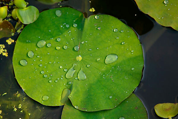 Bildagentur | mauritius images | Lotusblaetter, Teich, Wassertropfen,  Lotuseffekt, Blaetter, Blatt, Detail, Lotusblatt, Nelumbo, Nahaufnahme,  Natur, Pflanze, Pflanzen, Struktur, Tropfen, Wasser, Wassertropfen,  Lotusblatt, nucifera, Pflanzen, Blatt, See ...