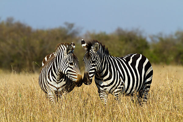 McBean man's care brings zebras back to health