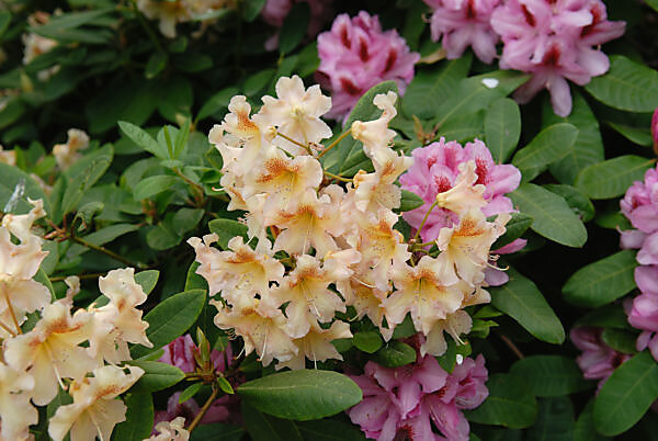 rhododendron online Buy Blue Baron Rhododendron Online