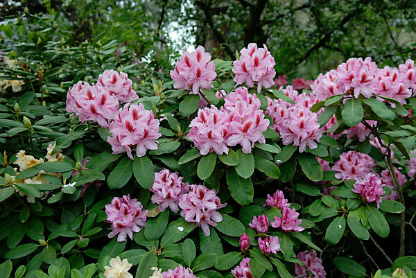Bildagentur | mauritius images | Rhododendron Ponticum Filigree (Rhododendron  Ponticum)