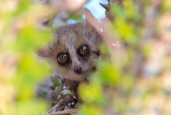 Bildagentur | mauritius images | Small-toothed sportive lemur (Lepilemur microdon) Ranomafana National Park, Madagascar. Endangered species.