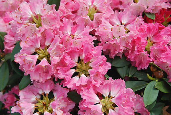 rhododendron geisha purple Purple Passion Rhododendron main image 0
