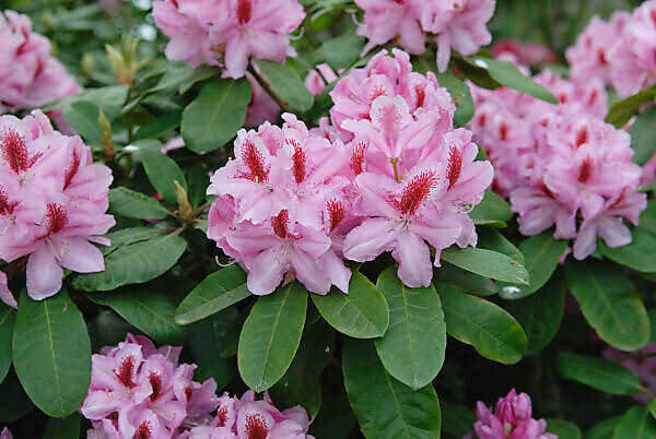 Bildagentur | mauritius images | Williams Rhododendron (Rhododendron 'Vater  Bhlje')