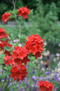 Bildagentur | mauritius images | Mollis-Azalee (Rhododendron 'Parkfeuer')