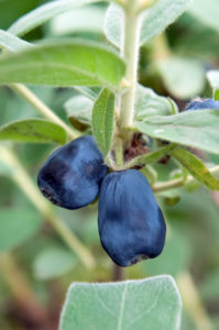 Bildagentur | mauritius images | Blue honeyberry (Lonicera caerulea 'Blue  Velvet')