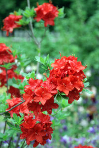 Bildagentur | mauritius images | Mollis Azalea (Rhododendron 'Parkfeuer')