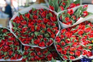 frische Tulpen frische Tulpen