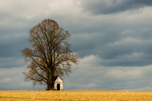 Spring, small chapel with tree Spring, small chapel with tree