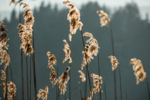 Schilf im Winter Schilf im Winter