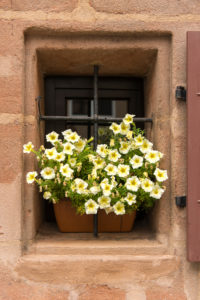 Window, flower box, petunia, Nuremberg, Franconia, Window, flower box, petunia, Nuremberg, Franconia,