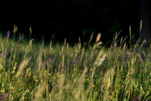 Spring meadow in May, hay fever, allergy, grass, meadow Spring meadow in May, hay fever, allergy, grass, meadow