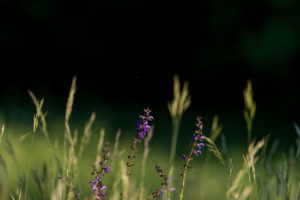 Spring meadow in May, hay fever, allergy, grass, meadow Spring meadow in May, hay fever, allergy, grass, meadow
