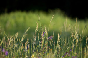 Spring meadow in May, hay fever, allergy, grass, meadow Spring meadow in May, hay fever, allergy, grass, meadow
