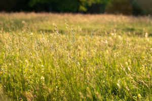 Spring meadow in May, hay fever, allergy, grass, meadow Spring meadow in May, hay fever, allergy, grass, meadow