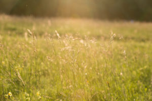 Spring meadow in May, hay fever, allergy, grass, meadow Spring meadow in May, hay fever, allergy, grass, meadow