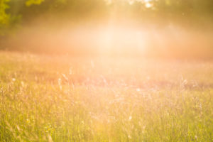 Spring meadow in May, hay fever, allergy, grass, meadow Spring meadow in May, hay fever, allergy, grass, meadow