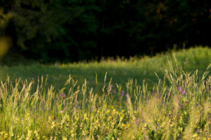 Spring meadow in May, hay fever, allergy, grass, meadow Spring meadow in May, hay fever, allergy, grass, meadow