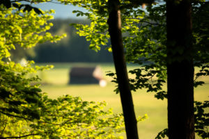 Spring landscape, branches, leaves, Bavaria, Upper Bavaria, beech leaves Spring landscape, branches, leaves, Bavaria, Upper Bavaria, beech leaves