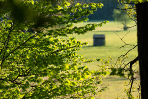Frühlingslandschaft, Zweige, Blätter, Bayern, Oberbayern Frühlingslandschaft, Zweige, Blätter, Bayern, Oberbayern
