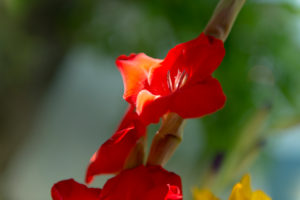 rote Gladiolen, Detail, Blüten, Blume rote Gladiolen, Detail, Blüten, Blume