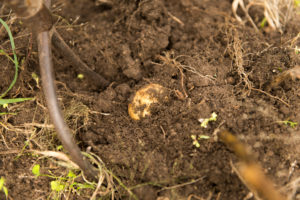 Kartoffelernte, Kartoffel in der Erde, Bauernhof Kartoffelernte, Kartoffel in der Erde, Bauernhof