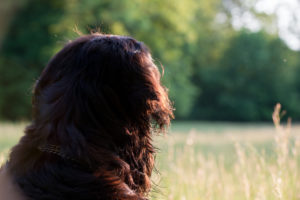 Frühlingswiese, Hundekopf von hinten, Frühlingswiese, Hundekopf von hinten,