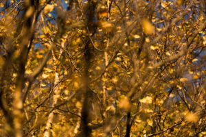 Fall, fall leaves Fall, fall leaves