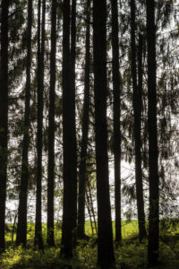 Wald in Bayern Wald in Bayern