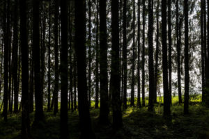 Wald in Bayern Wald in Bayern