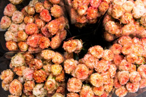 Spring flowers, florist, flower market Spring flowers, florist, flower market