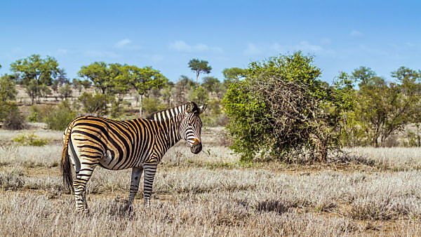 Grévy's zebra, Equus grevyi, hind legs, detail Stock Photo - Alamy