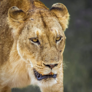 Bildagentur Mauritius Images Africa, Animals In The Wild,, 46% OFF