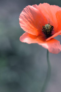 Klatschmohn, Papaver rhoeas, Blüte, Nahaufnahme, freigestellt Klatschmohn, Papaver rhoeas, Blüte, Nahaufnahme, freigestellt