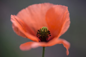 Klatschmohn, Papaver rhoeas, Blüte, Nahaufnahme, freigestellt Klatschmohn, Papaver rhoeas, Blüte, Nahaufnahme, freigestellt