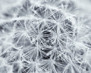 Dandelion, Taraxacum officinale, blowball, fruit stand, medium close-up, Dandelion, Taraxacum officinale, blowball, fruit stand, medium close-up,