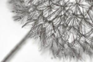 Löwenzahn, Taraxacum officinale, Pusteblume, Fruchtstand, Nahaufnahme, Löwenzahn, Taraxacum officinale, Pusteblume, Fruchtstand, Nahaufnahme,